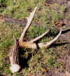 JackBrownFlyer4ptShed.jpg (137626 bytes)